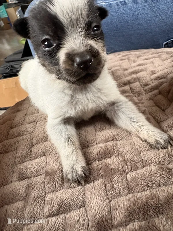 Dot – Australian Cattle Dog puppy for sale in Albuquerque, NM
