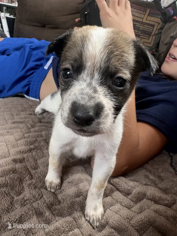 Pebbles – Australian Cattle Dog puppy for sale in Albuquerque, NM