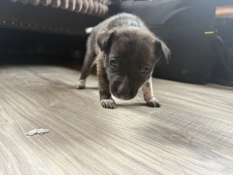 Brin – Australian Cattle Dog puppy for sale in Albuquerque, NM