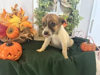 Marley, a male Australian Cattle Dog for sale in Lakeside, AZ – 2 of 4