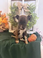 Sweety, a female Australian Cattle Dog for sale in Lakeside, AZ – 2 of 5