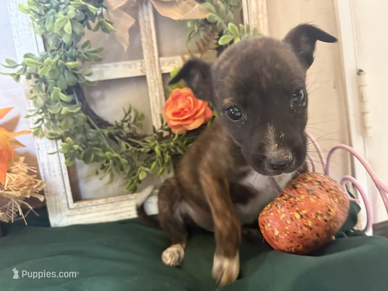 Sweety, a female Australian Cattle Dog for sale in Lakeside, AZ – 1 of 5