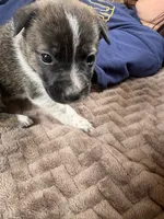 Shira, a female Australian Cattle Dog for sale in Albuquerque, NM – 2 of 3