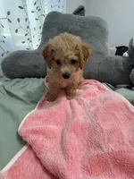 Shiloh, a female Bichpoo for sale in Closter, NJ – 4 of 5
