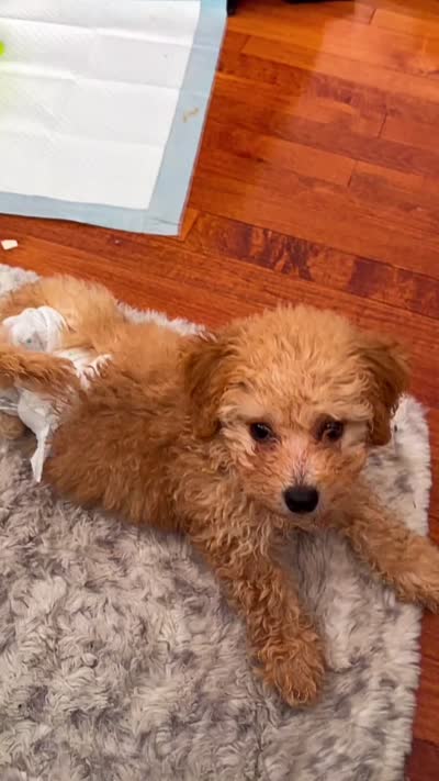 Shiloh, a female Bichpoo for sale in Closter, NJ – 5 of 5