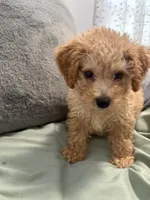 Shiloh, a female Bichpoo for sale in Closter, NJ – 2 of 5
