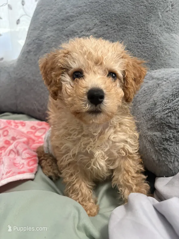 Shiloh – Bichpoo puppy for sale in Closter, NJ