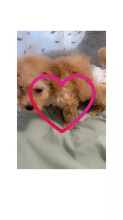 Shiloh, a female Bichpoo for sale in Closter, NJ – 3 of 5