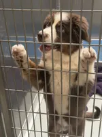 Benji, a male Australian Shepherd for sale in Little Rock, AR – 2 of 2