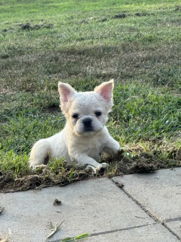 John snow – French Bulldog puppy for sale in North Hampton, NH