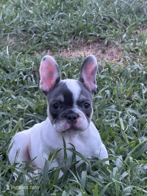 Dottie – French Bulldog puppy for sale in North Hampton, NH
