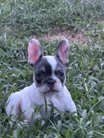 Dottie, a female French Bulldog for sale in North Hampton, NH – 1 of 3