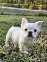 John snow, a male French Bulldog for sale in North Hampton, NH – 2 of 3
