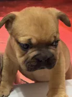 Beth, a female French Bulldog for sale in North Hampton, NH – 2 of 2