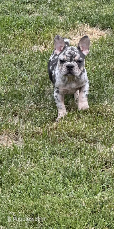 Nova – French Bulldog puppy for sale in North Hampton, NH