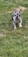 Nova, a female French Bulldog for sale in North Hampton, NH – 1 of 1