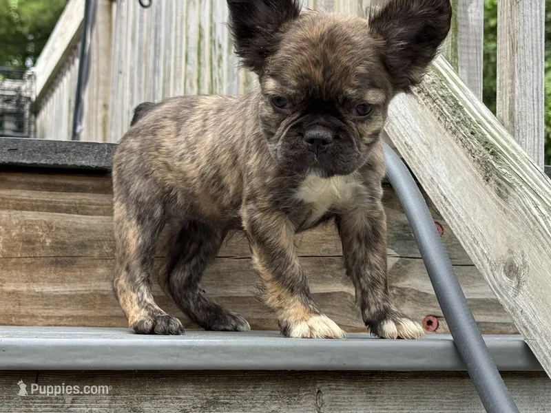 Arya  – French Bulldog puppy for sale in North Hampton, NH