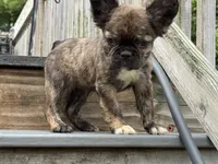 Arya , a female French Bulldog for sale in North Hampton, NH – 1 of 2