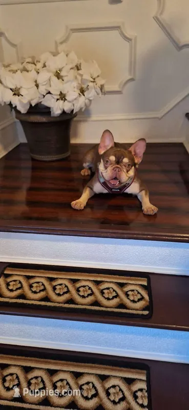 Ruby – French Bulldog puppy for sale in North Hampton, NH