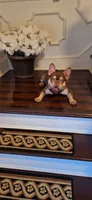 Ruby, a female French Bulldog for sale in North Hampton, NH – 1 of 1