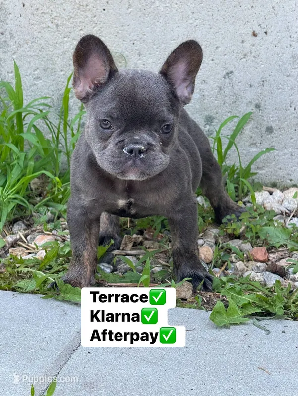 Mirabel – French Bulldog puppy for sale in North Hampton, NH