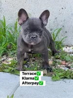 Mirabel, a female French Bulldog for sale in North Hampton, NH – 1 of 1