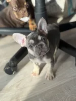 Truffle , a female French Bulldog for sale in North Hampton, NH – Photo 2 of 2