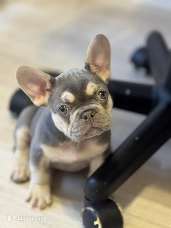 Truffle , a female French Bulldog for sale in North Hampton, NH – Photo 1 of 2