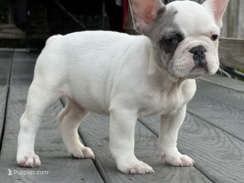 Prince – French Bulldog puppy for sale in North Hampton, NH