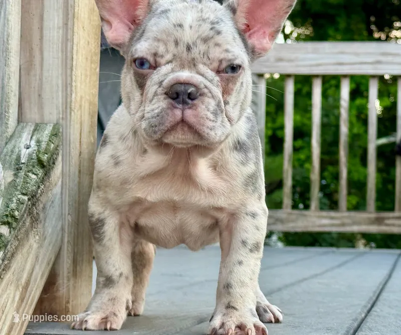 Mystic  – French Bulldog puppy for sale in North Hampton, NH