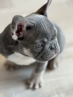 Lilly, a female French Bulldog for sale in North Hampton, NH – Photo 2 of 2