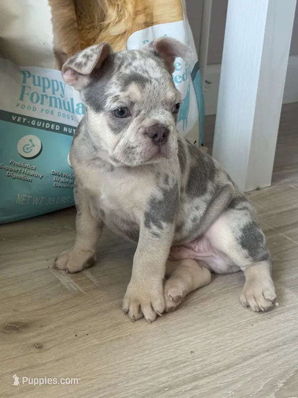 Merlin, a male French Bulldog for sale in North Hampton, NH – 1 of 1
