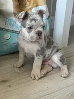 Merlin, a male French Bulldog for sale in North Hampton, NH – 1 of 1