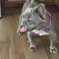 Ivy, a female French Bulldog for sale in North Hampton, NH – Photo 1 of 4