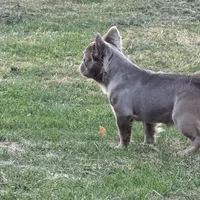 Ivy, a female French Bulldog for sale in North Hampton, NH – Photo 2 of 4