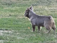 Ivy, a female French Bulldog for sale in North Hampton, NH – Photo 2 of 4