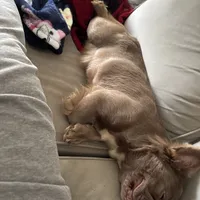 Ivy, a female French Bulldog for sale in North Hampton, NH – Photo 3 of 4