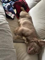 Ivy, a female French Bulldog for sale in North Hampton, NH – Photo 3 of 4