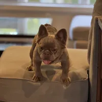 Ivy, a female French Bulldog for sale in North Hampton, NH – Photo 4 of 4