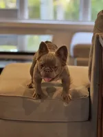 Ivy, a female French Bulldog for sale in North Hampton, NH – Photo 4 of 4