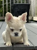 Ghost, a male French Bulldog for sale in North Hampton, NH – 2 of 2