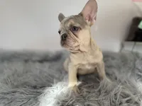 processed/dbd3bfc5-ead2-4c75-bd1d-e49296c1fb45/listing/33ed76de-1905-43eb-897e-86988159a238/1926bcc7-feee-4c6c-a05c-97da20199fa3