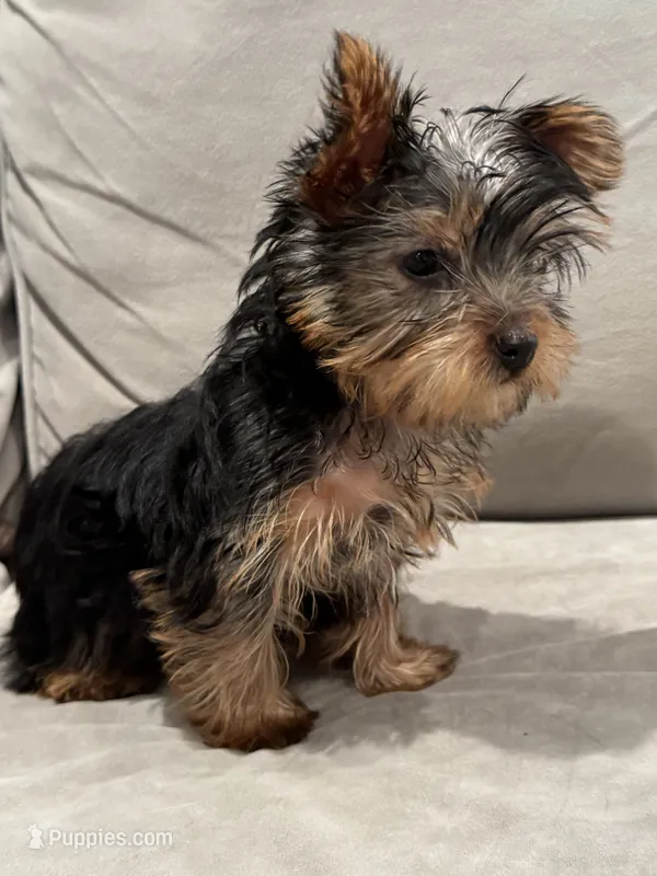 Burberry  – Yorkshire Terrier puppy for sale in North Hampton, NH