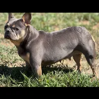 Azul, a female French Bulldog for sale in North Hampton, NH – 1 of 1