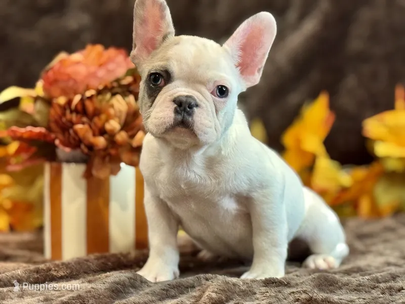 Prince – French Bulldog puppy for sale in North Hampton, NH