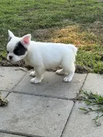Khaleesi , a female French Bulldog for sale in North Hampton, NH – 2 of 3