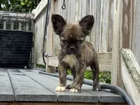 Arya , a female French Bulldog for sale in North Hampton, NH – 2 of 2