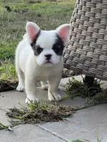 Khaleesi , a female French Bulldog for sale in North Hampton, NH – 3 of 3