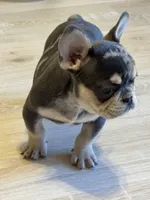 Theo , a male French Bulldog for sale in North Hampton, NH – 2 of 2