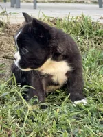 Drogo, a male French Bulldog for sale in North Hampton, NH – 2 of 3